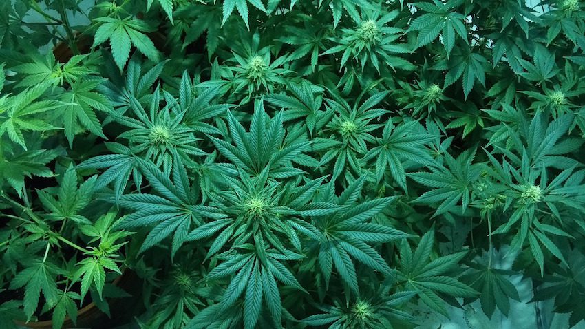 cannabis plant for medical marijuana