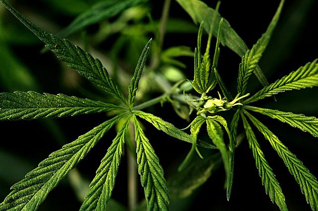 medical weed