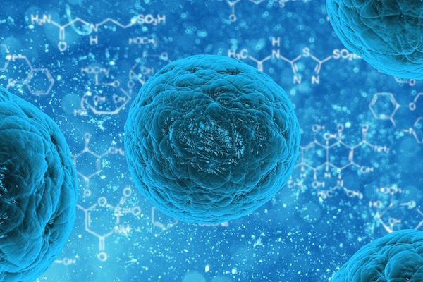 stem cells