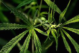 medical marijuana