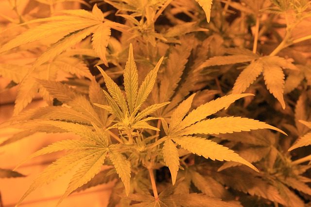 medical cannabis